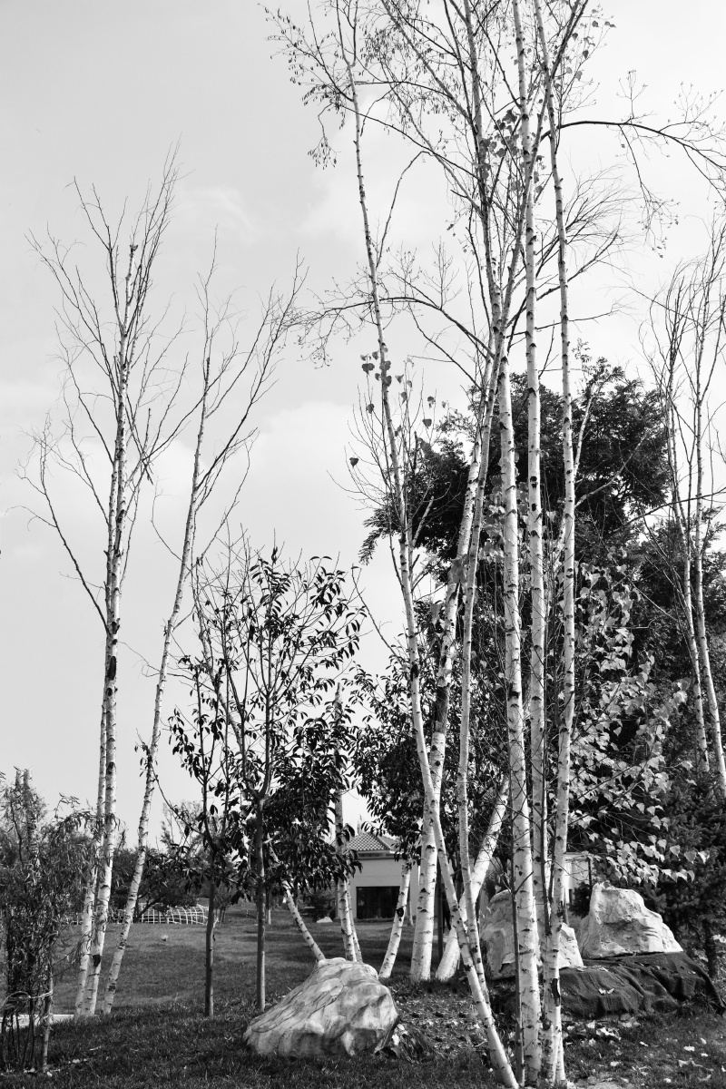 因为念你,我在风中站成一棵树,荒芜了整个秋天.