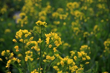 婺源-李坑-油菜花