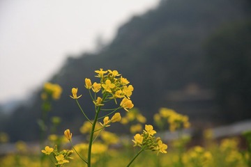 婺源-李坑-油菜花