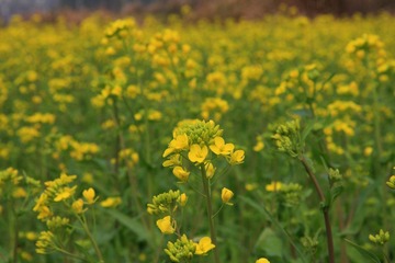 婺源-李坑-油菜花