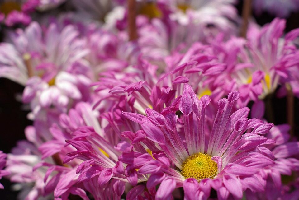 花市开幕前基本没人，专心拍花<br />
K10D+凤凰50/1.7