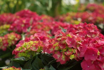 元月28日，开幕前的花市