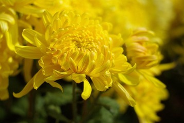 元月28日，开幕前的花市