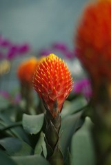鸿运当头