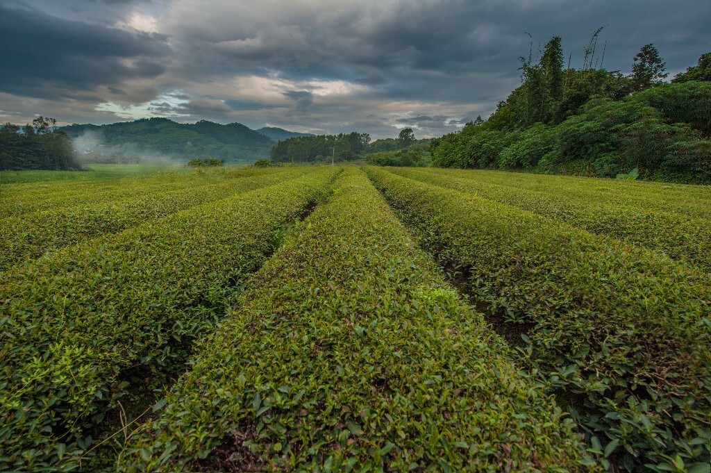 旅途中不小心走进一片茶叶园