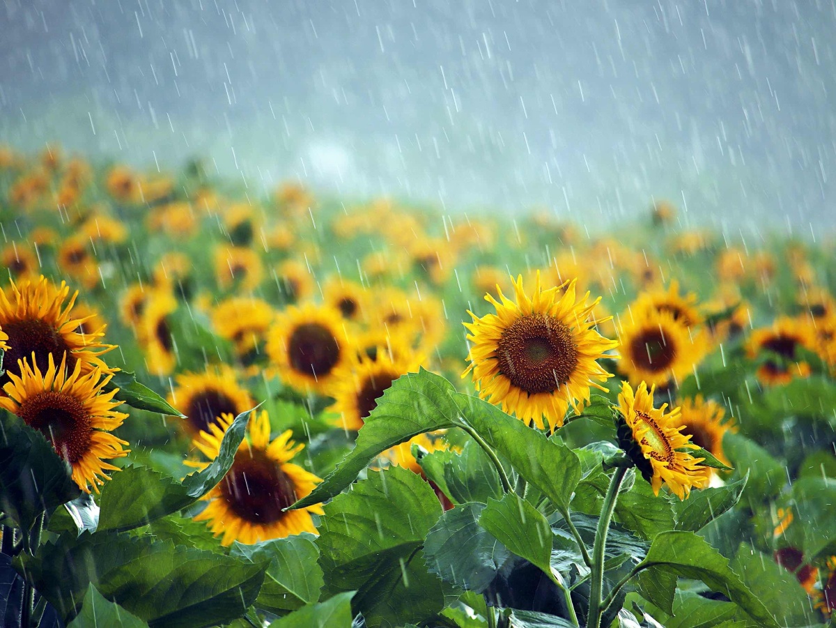 雨中向日葵