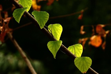 IMG_1048s