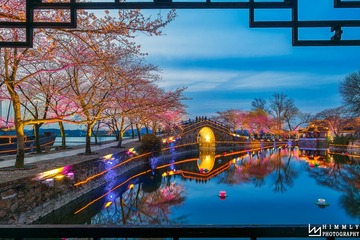 夜樱如画