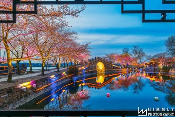 夜樱如画