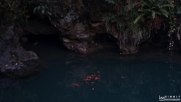 鱼趣