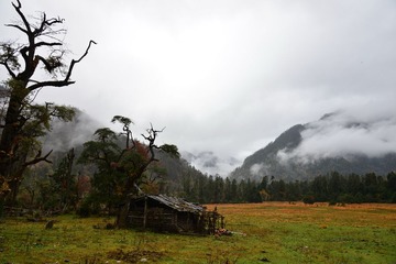 高原牧场（曹小军）