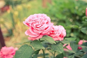 20100522-IMG_1717