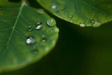 雨季