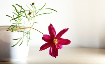 IMG_2637.jpg