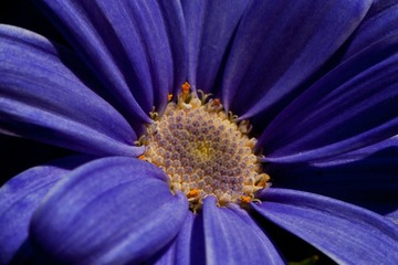 IMG_2964.jpg