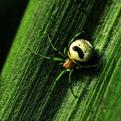 Mr.Spider