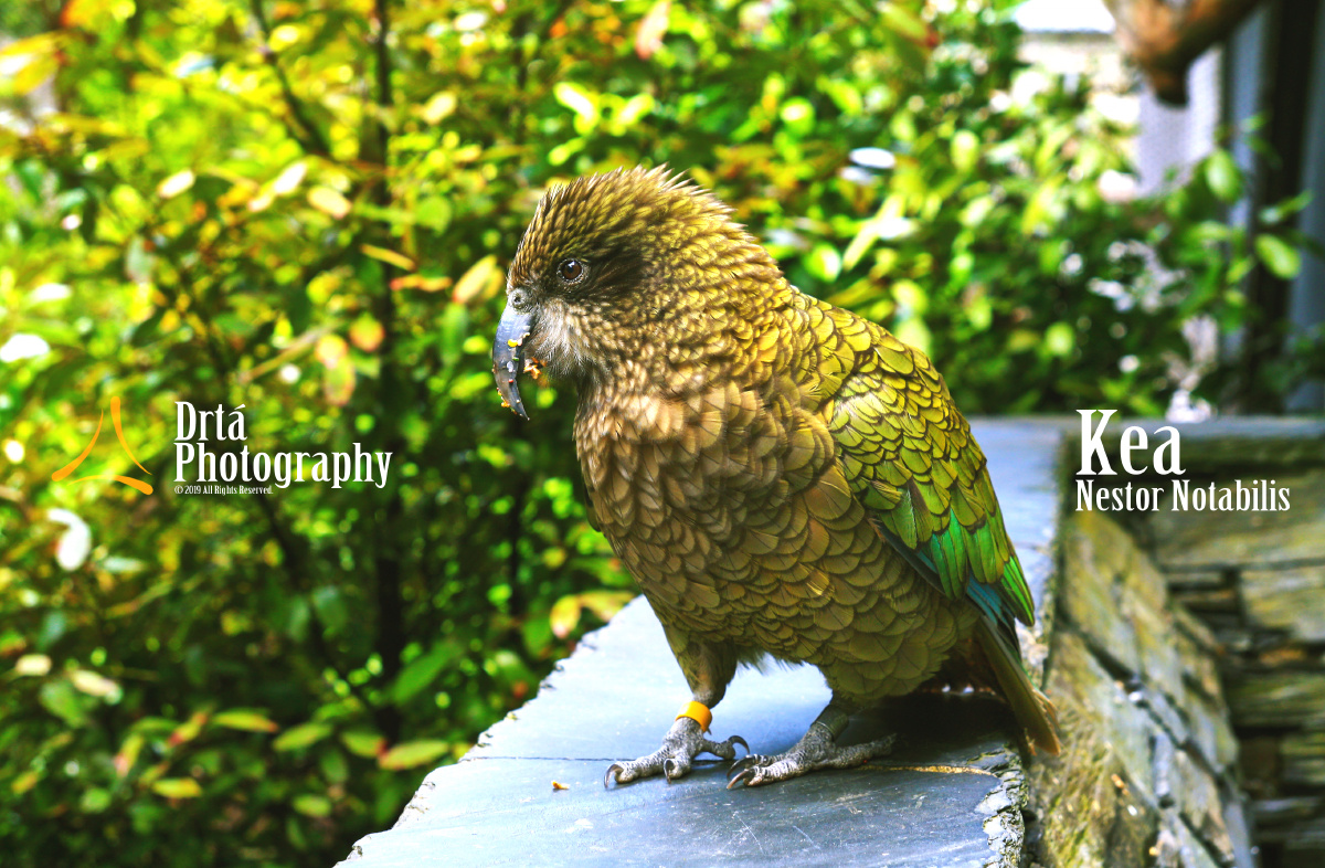 kea鸟 新西兰 食肉鹦鹉 奥克兰 库克群岛
