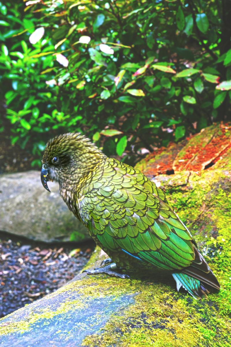 kea鸟 新西兰 食肉鹦鹉 奥克兰 库克群岛