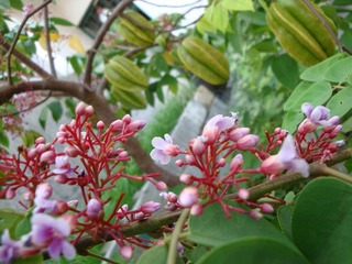杨桃花