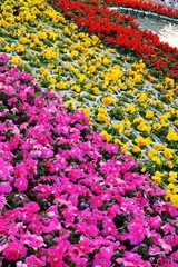 花海