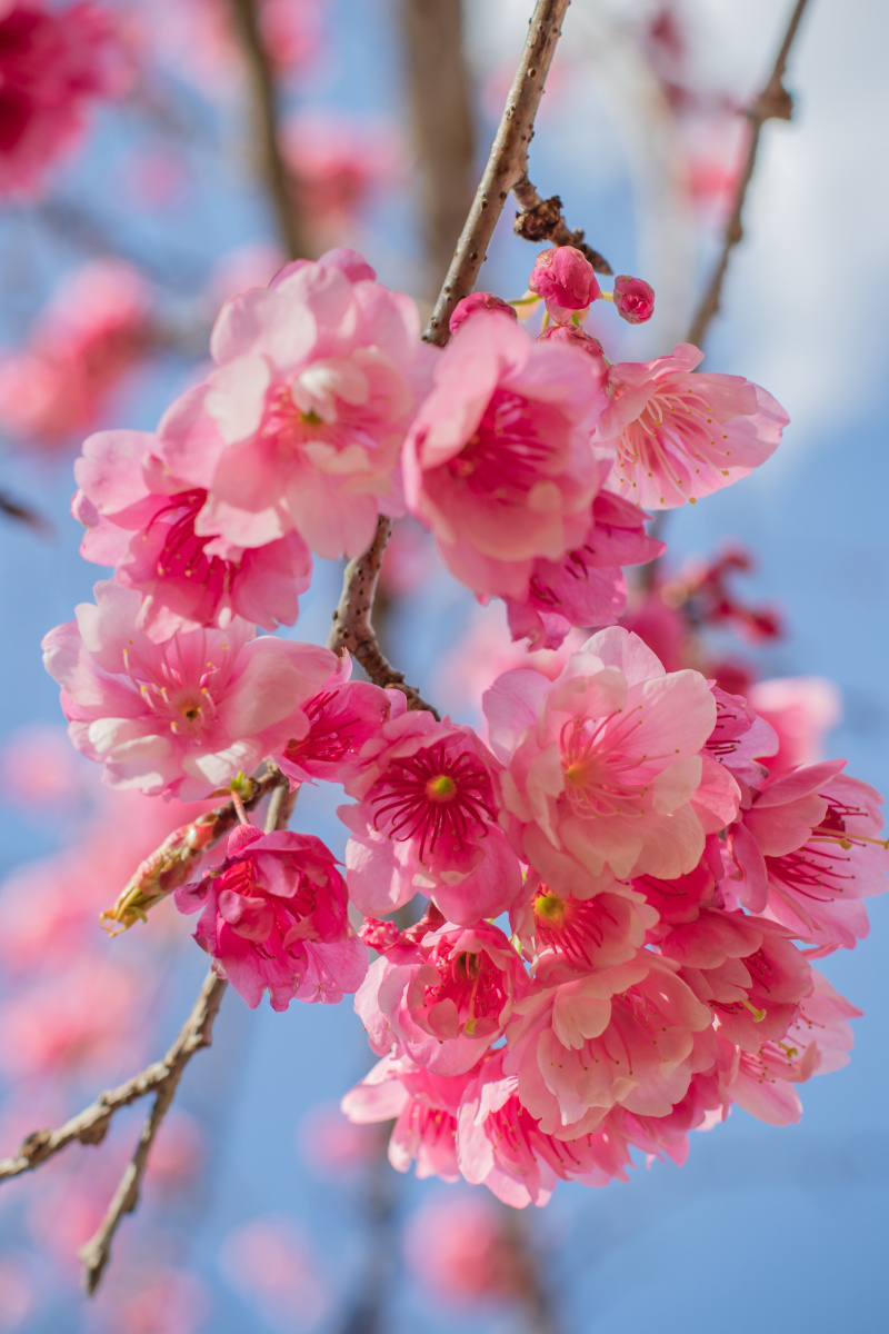 磨盘山樱花照片