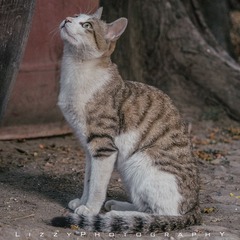 IMGP7784s