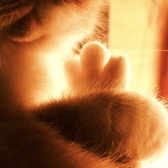 DAB1698D-6092-4C21-9A34-003DA775A942/L0/001