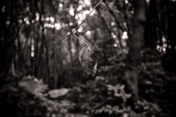 “IMG_2985”为智能对象-1