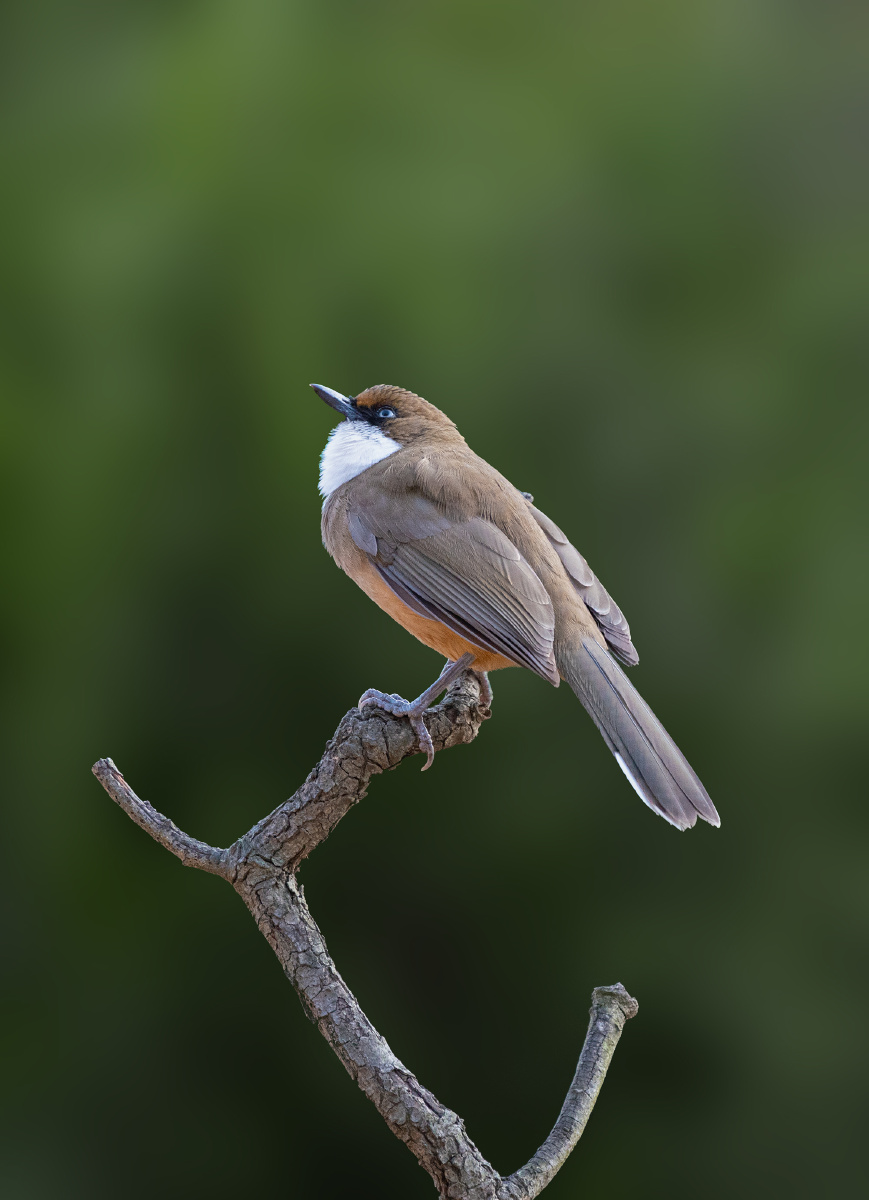 蓝精灵1232020年12月5日1295关注白喉噪鹛鸟野生动物鸟类动物#野生您