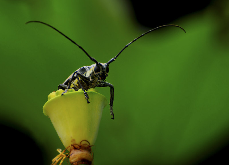 《居高难下》 br /> 居高难下 br /> "千牛"