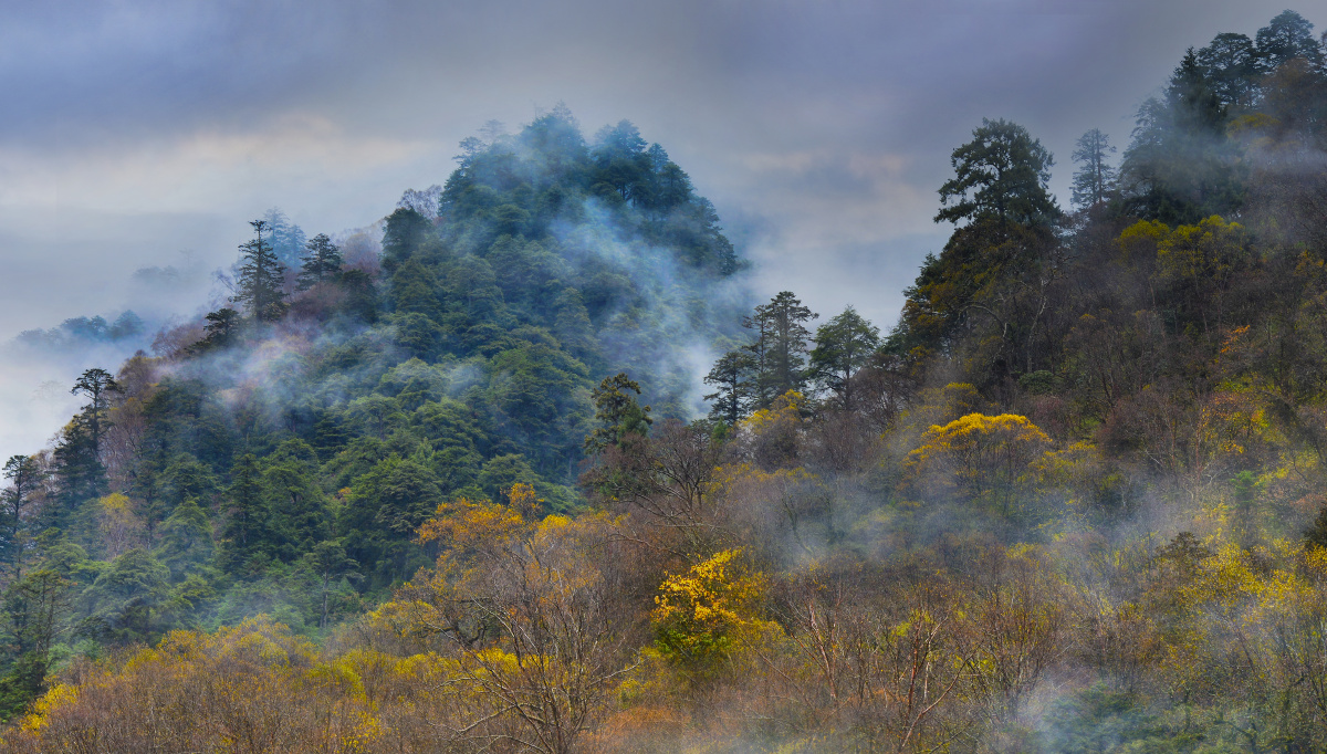 雾色山林