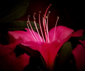 DSC_3010m2m2x.jpg