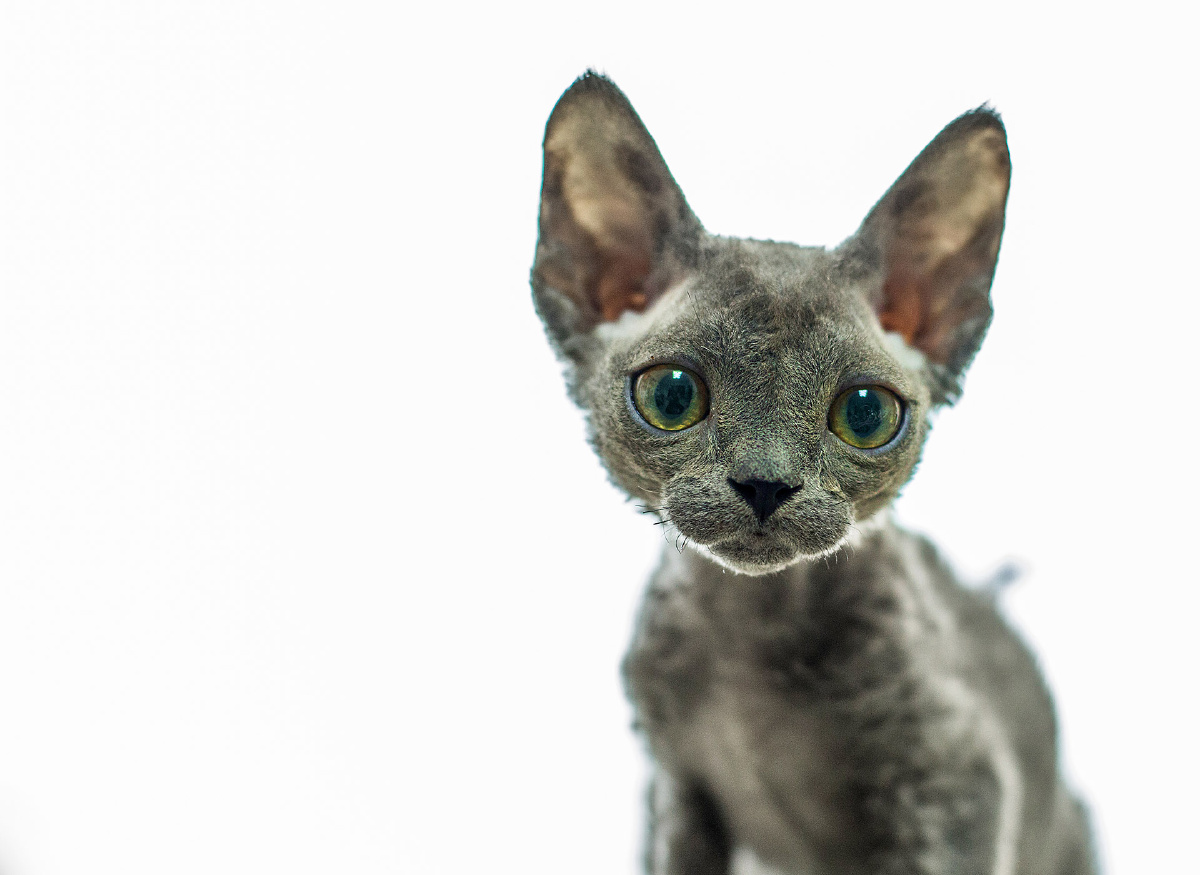 谁家丢失的外星喵