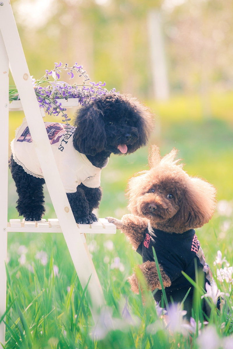 两只萌系的小泰迪
