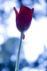 ZXL_9595_1