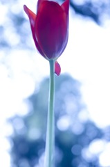 ZXL_9596