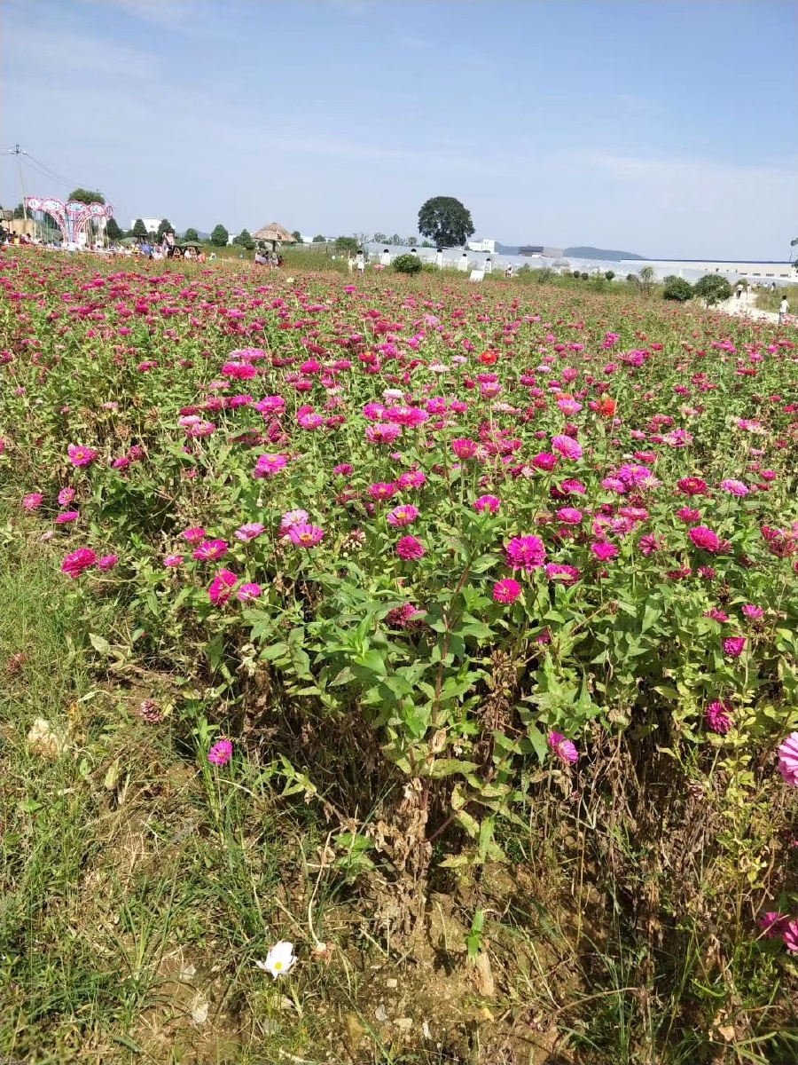 花卉苗木基地繁忙的原因,河南鄢陵花卉苗木基地