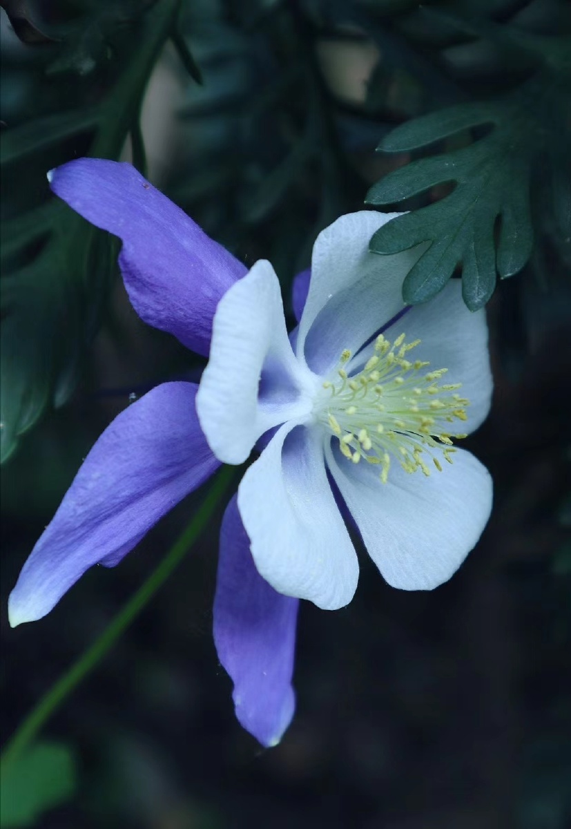 耧斗菜名字不太好听,但是花儿却是非常美丽,优雅而动人,好像一位仙女