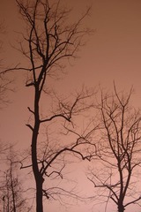 被印红的夜空。