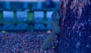 IMG_1129.jpg