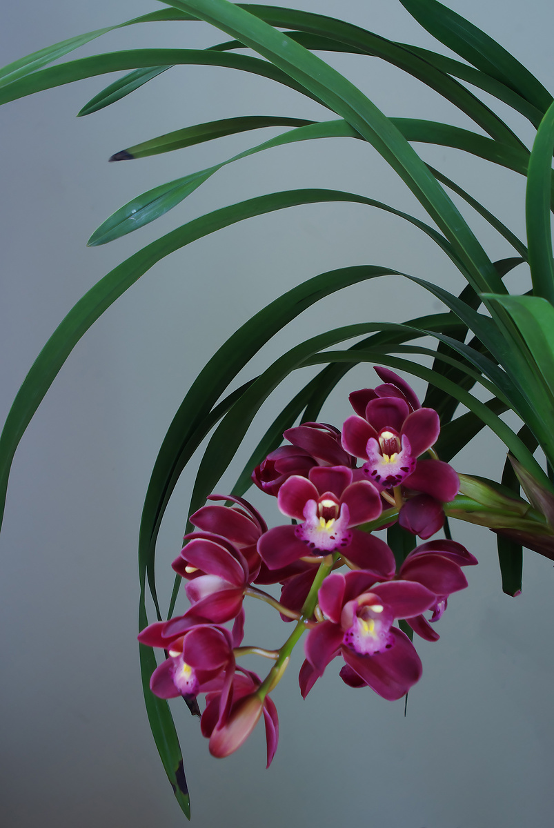 亚洲宝石---大花惠兰中的垂兰类品种