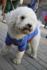 i'm superdog!