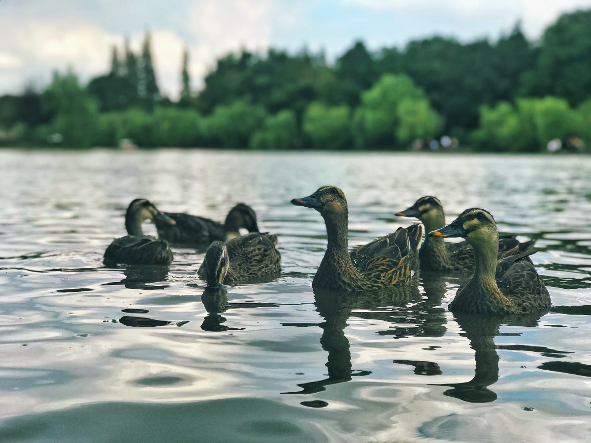 瘦西湖的野鸭挺漂亮的