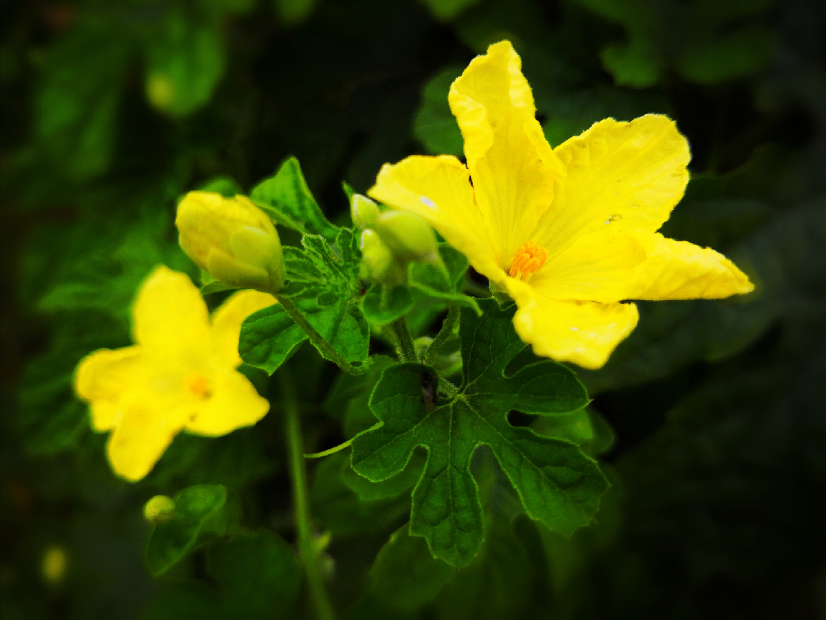 苦瓜花