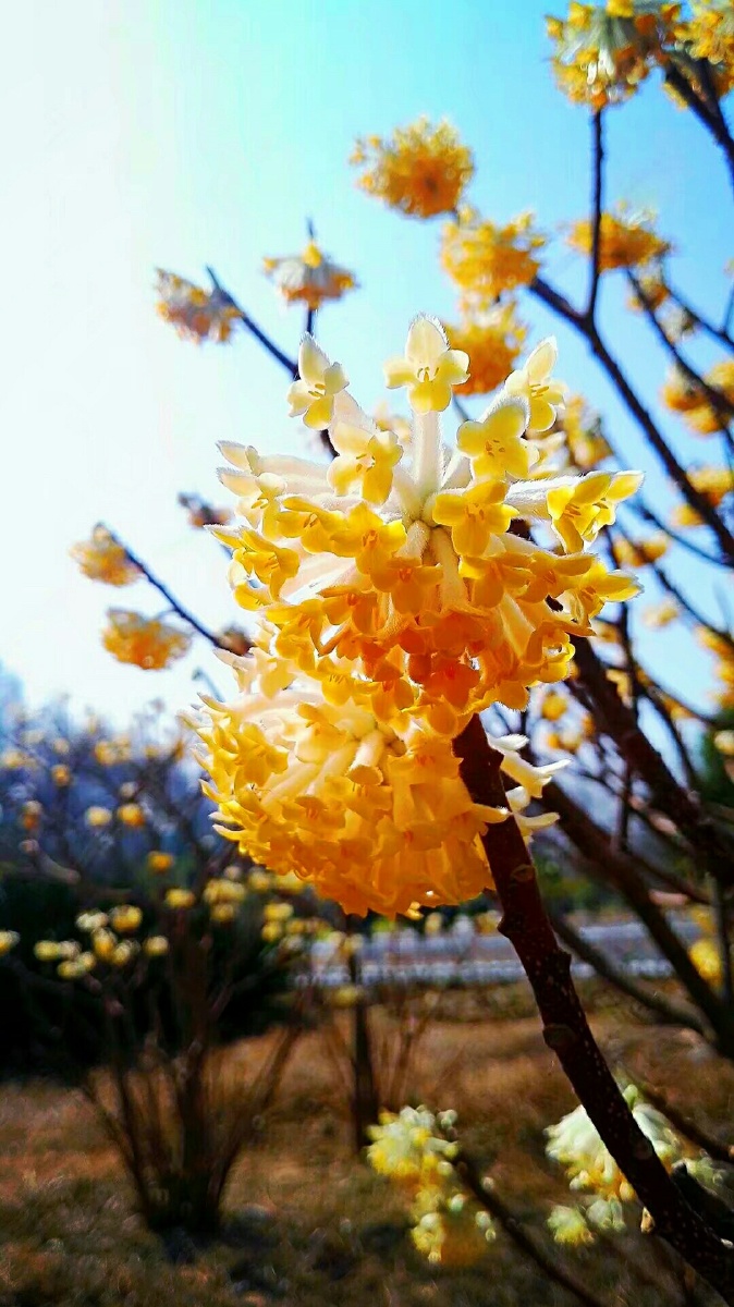 结香花