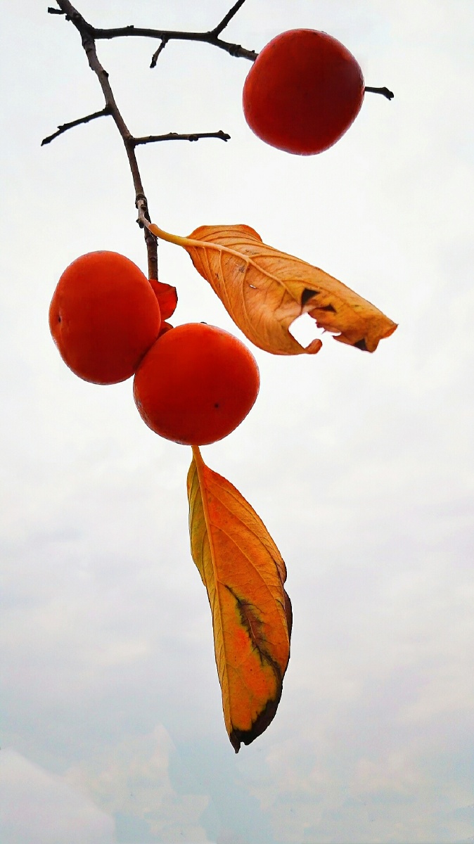 灯笼柿子高高挂