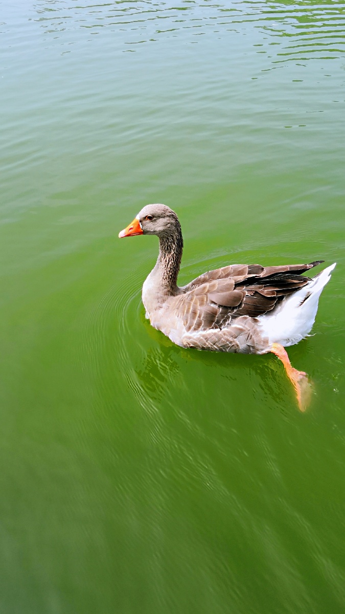 动物鹅水禽1/128月上小白2020年8月4日878关注大鹅华为摄影爱好者风景