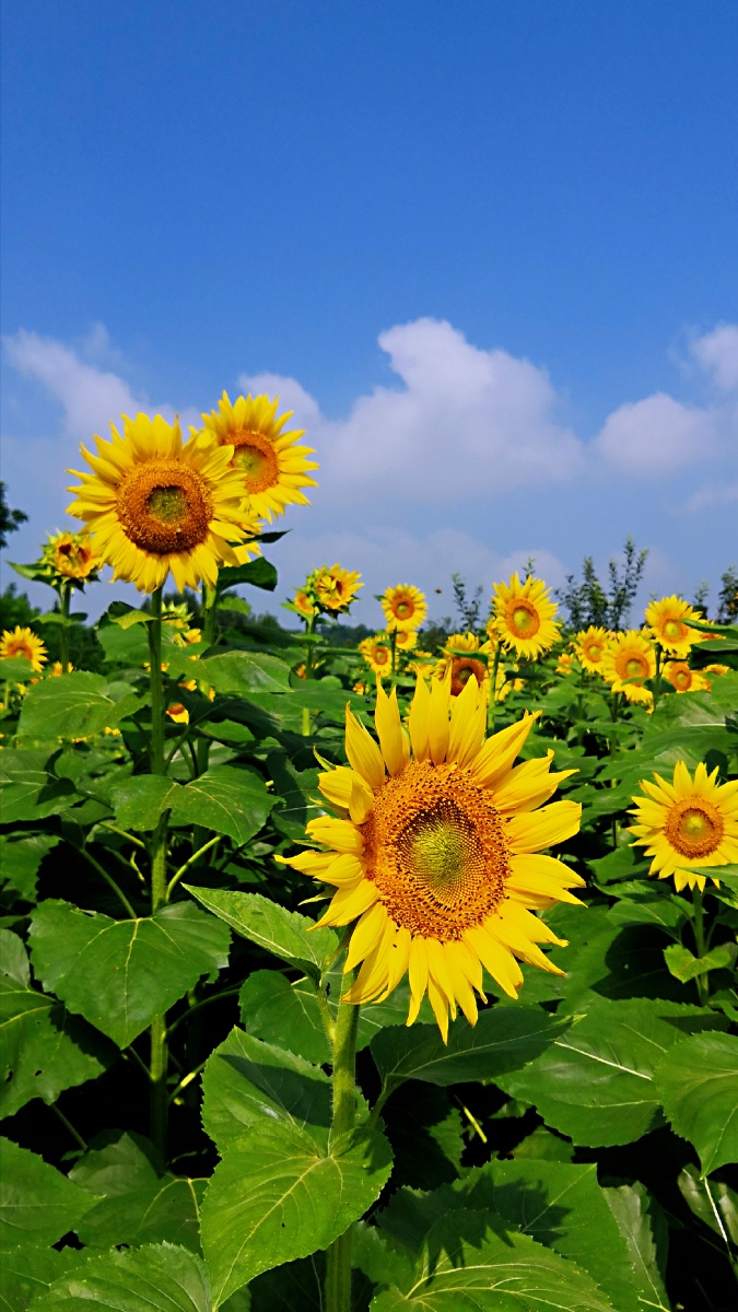 1100月上小白2020年8月13日4049关注向日葵手机摄影圈我用手机修照