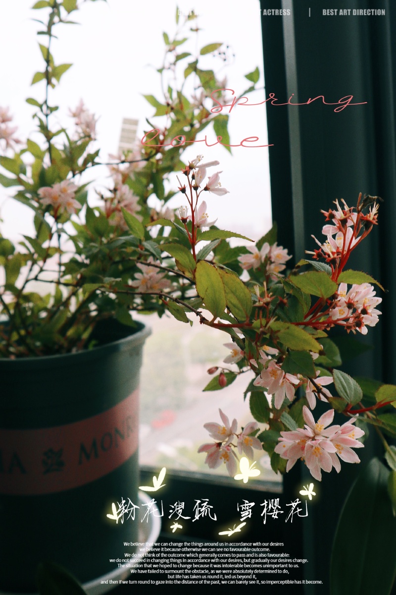 溲疏春天的小王炸get雪樱花和草莓田