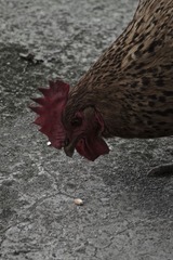 DSC_0070 - 2014-05-01 13-47-18